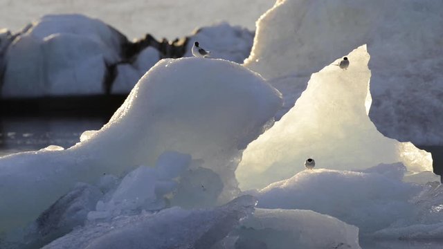 Artic terns birds (Sterna paradisaea) in the midnight sun during the longest days of the year at J&ouml;kuls&aacute;rl&oacute;n glacial river lagoon in the Vatnaj&ouml;kull National Park