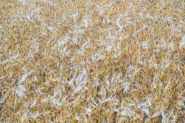 The colossus of rye on stems in the field at sunny summer day. The harvest time.