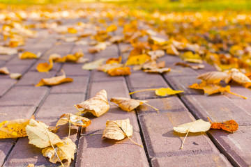 yellow leaves on the sidewalk in the Park. mellow autumn.