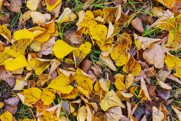 fallen yellow leaves on the ground