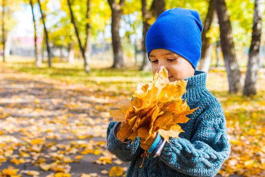 Boy In A Knitted Sweater With A Bunch Of Maple Leaves On A Walk