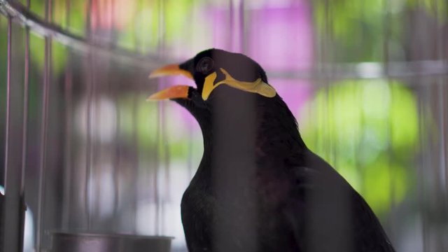 Hill Myna (Gracula Religiosa) Talking Bird in a Cage