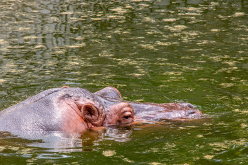 Hippopotamus bring head out of the water lake.