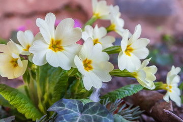 White primroses in the garden 