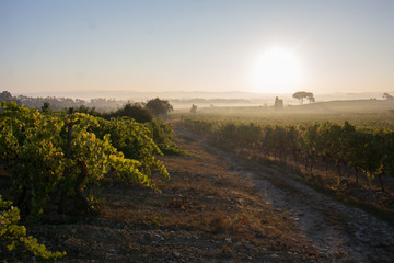 Sunrise at Bairrada vineyard. Nascer do sol numa vinha da Bairrada.