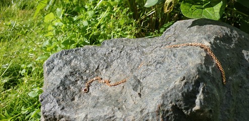 Lost gold chain. Gold chain.