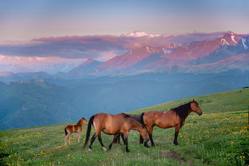 Fototapeta na wymiar wild horses are walking on a green meadow against the backdrop of mountains in the evening, Karachay-Cherkessia, Caucasus, Russia