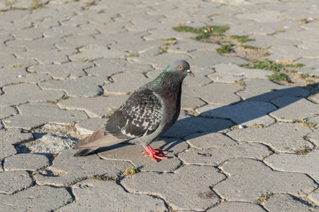 Obraz premium Pigeons at the city square. Dove sitting on the street. Bird in the outdoor. Bird doves group walk the street. City square with pigeons and doves.