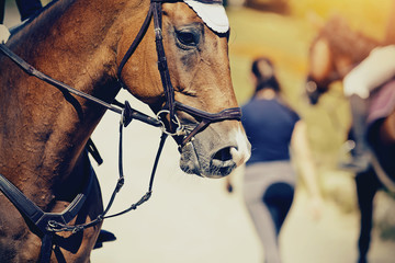 The muzzle is sports red stallion in the bridle. Dressage horse.