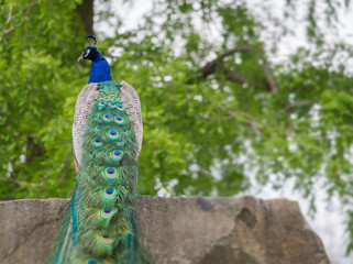 Obraz premium Indian peafowl or blue peafowl Pavo cristatus sitting on rock, selective focus.