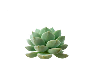 Hardy Green Echeveria Succulent houspelant whtie horizontal background