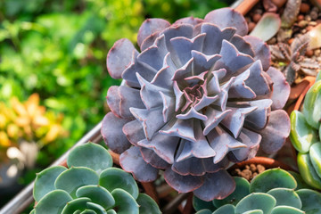 Top view of Echeveria , purple succulent flowering houseplants background