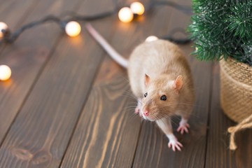 A beige golden beautiful ornamental rat stands on a wooden background with garlands and a Christmas tree in a basket and looks into the camera