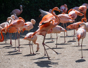 Group of red and pink flamingos standing on dirt. Chilean flamingo Phoenicopterus chilensis and The American flamingo Phoenicopterus ruber.