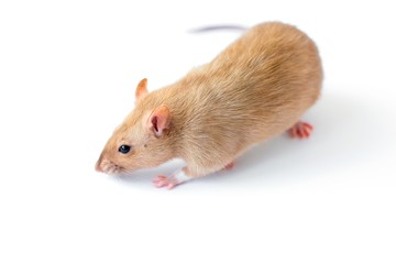 A beige golden beautiful ornamental rat is standing on a white isolated background and sniffing something down.