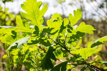 Oak leaves. Branch with green leaves. Oak branch. Backlight. Sunshine.
