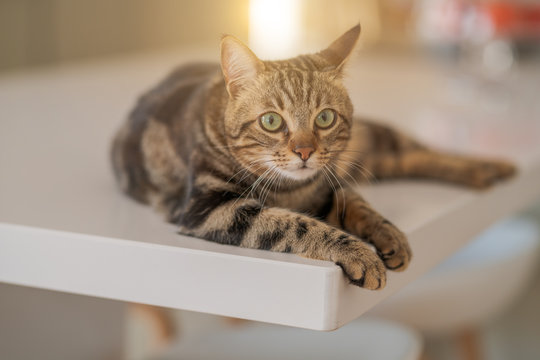 Beautiful short hair cat lying on white table at home