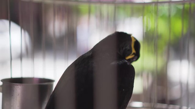Hill Myna (Gracula Religiosa) Talking Bird in a Cage
