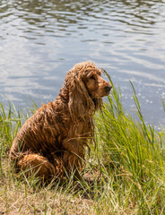 Spaniel in the field. Saty dog. Brown spaniel. Pet in the nature.