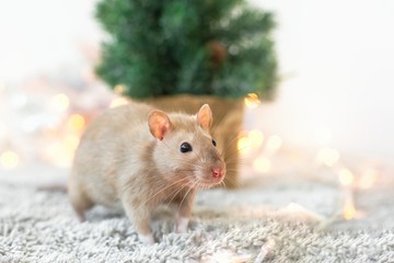 A beige golden funny decorative rat with a big mustache is sitting on fur on a New Year's holiday background with Christmas garlands, copy space, a blank for a new year 2020 card with space