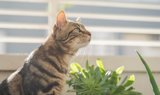 Beautiful short hair cat playing with plants at the garden on a sunny day at home