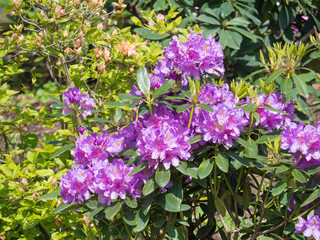 Fototapeta premium close up blooming pink violet Rhododendron flower blossom, selective focus, green leaves background, beautiful floral pattern