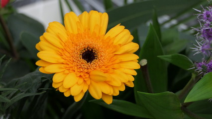 Transvaal Daisy Barberton Gerbera Flower