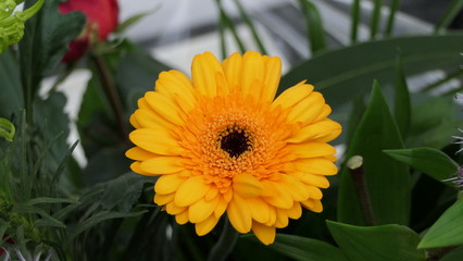 Transvaal Daisy Barberton Gerbera Flower