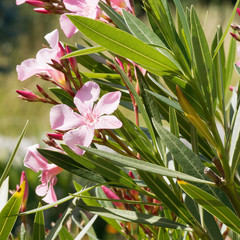 Rosa blühender Oleanderoder Rosenlorbeer (Nerium oleander)