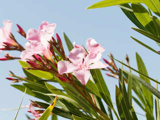 Obraz premium Rosa blühender Oleander oder Rosenlorbeer (Nerium oleander)
