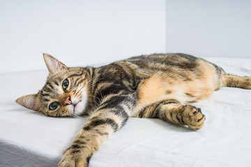 Beautiful short hair cat lying on the bed at home