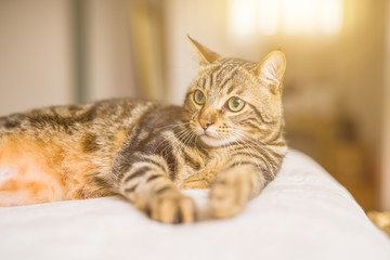 Beautiful short hair cat lying on the bed at home