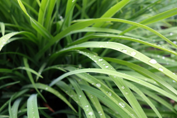 Green grass with dew drops on it.