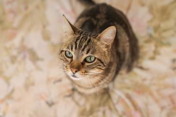 Beautiful short hair cat lying on the bed at home