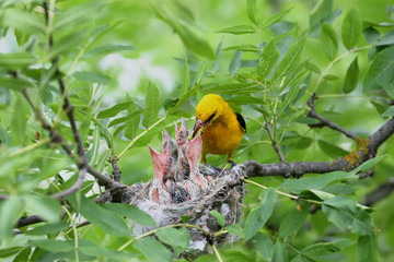 Rare and unusual feeding shots of the oriole chicks  by the adult orioles