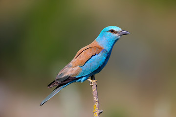 Close-up and vivid photos of the European roller (Coracias garrulus) are sitting on a branch on a beautiful blurred background. Bright colors and detailed pictures © VOLODYMYR KUCHERENKO