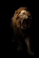 Gordijnen male lion walking in dark background © anankkml