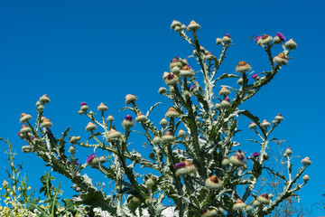 Gewöhnliche Eselsdistel