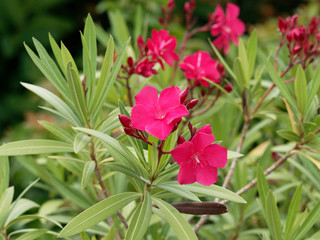 Rosa rot blühender Oleanderoder Rosenlorbeer (Nerium oleander)