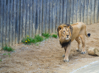 Adult male Asiatic lion, Panthera leo persica, walking in his paddoc, concrete wall background. The King of beasts, biggest cat of the world. The most dangerous and mighty predator of the world. © Kristyna