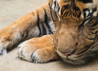 Close up portrait head of Tiger sleeping with head on his paws. Malayan tiger, PANTHERA TIGRIS JACKSONI lying on the ground, selective focus.