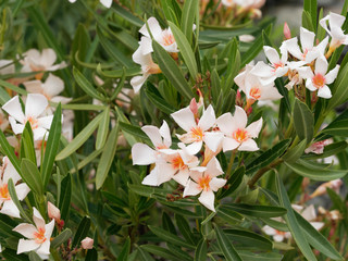 Gelblich blühender Oleander oder Rosenlorbeer (Nerium oleander)
