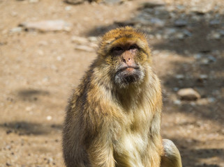 Close up portrait of Barbary macaque, Macaca sylvanus, looking to the camera, selective focus, copy space for text.