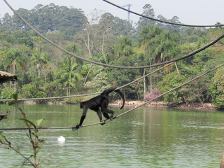 Obraz na płótnie Canvas monkey in zoo, brazil