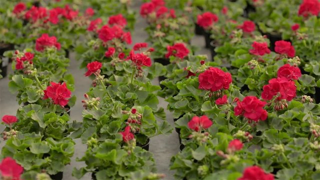 Blooming geranium in a large modern greenhouse. Geranium blooms close-up. Blooming geraniums in pots. A lot of blooming geraniums.