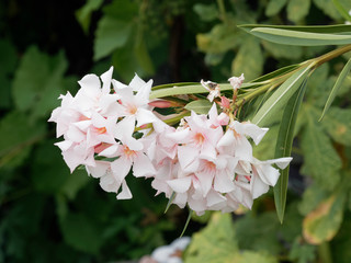 Weiß blühender Oleander oder Rosenlorbeer (Nerium oleander)