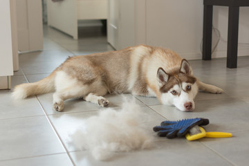 Siberian husky lies on floor in pile of his fur and dog comb. Concept annual molt, coat shedding, moulting dogs. Brush for dog fur care. © Inna Dodor
