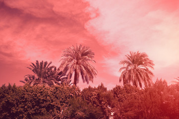 Obraz na płótnie Canvas Palm trees and blue sky background