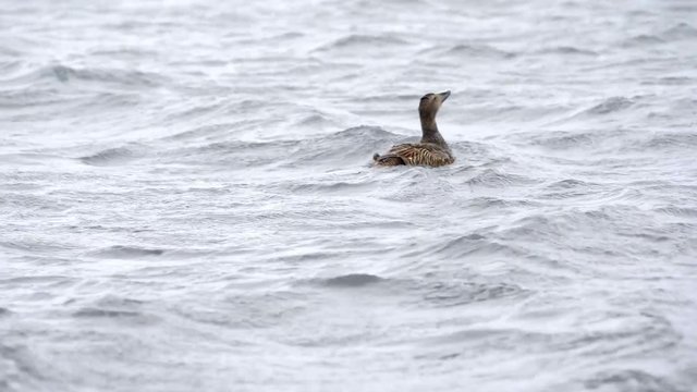 Female common eider sea-duck at J&ouml;kuls&aacute;rl&oacute;n glacial river lagoon in the Icelandic Vatnaj&ouml;kull National Park