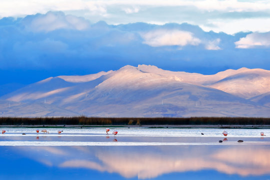 Beautiful sunset on the banks of Lake Junin with a flock of flamingos resting in the water
